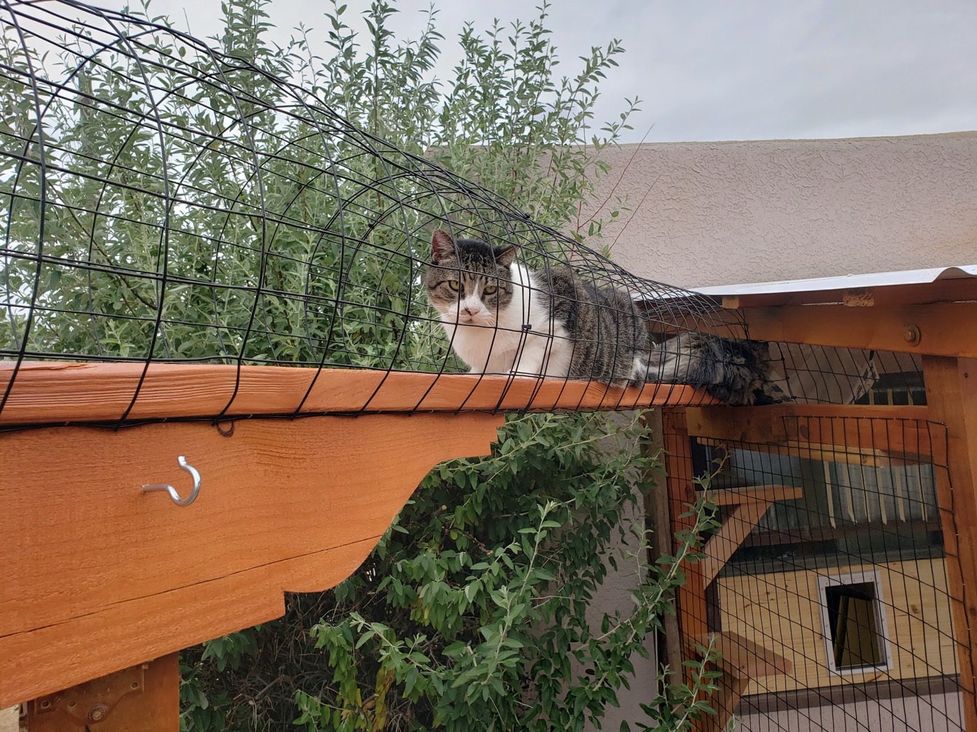 Corner Yard Enclosure