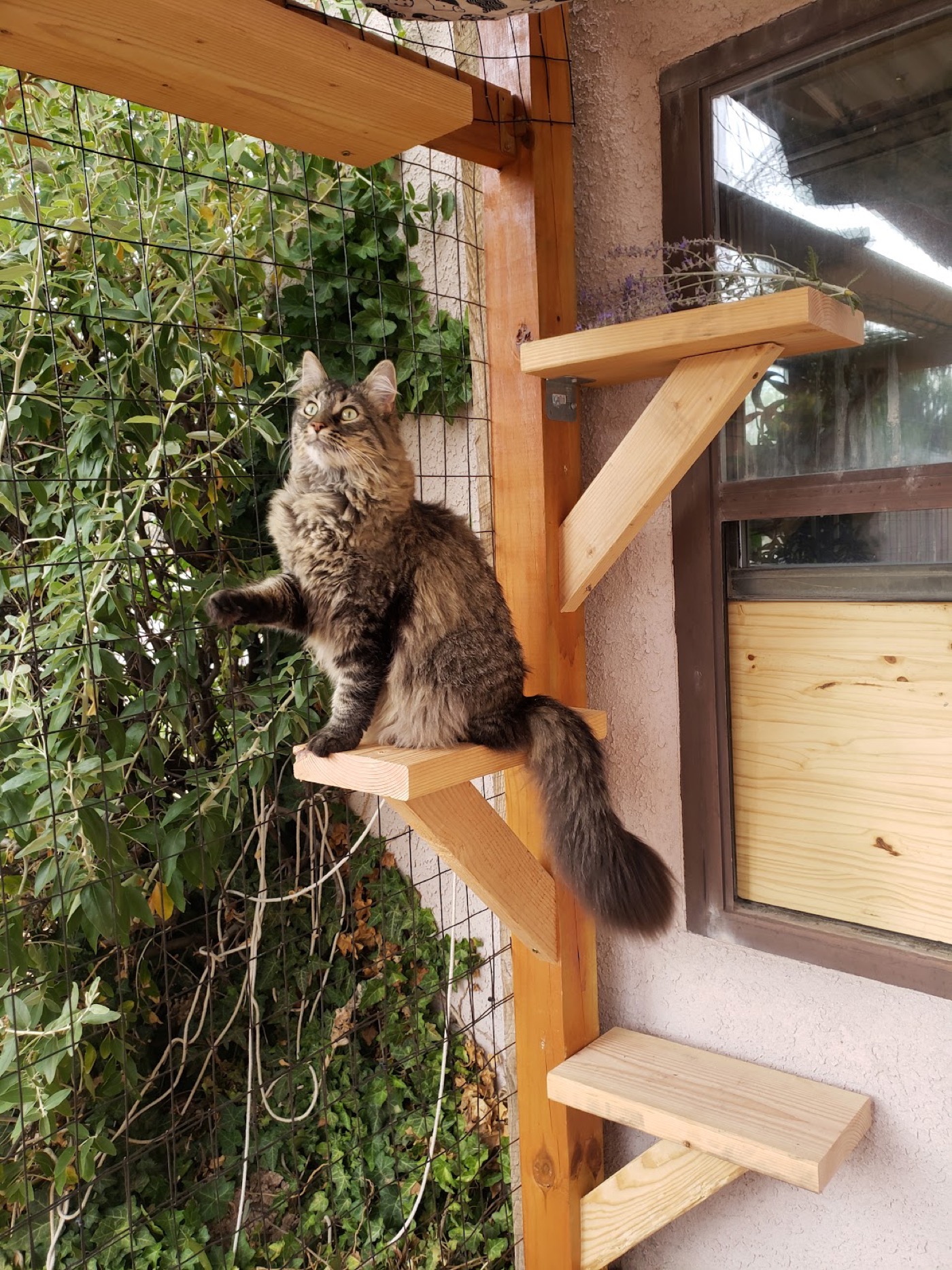 Corner Yard Enclosure