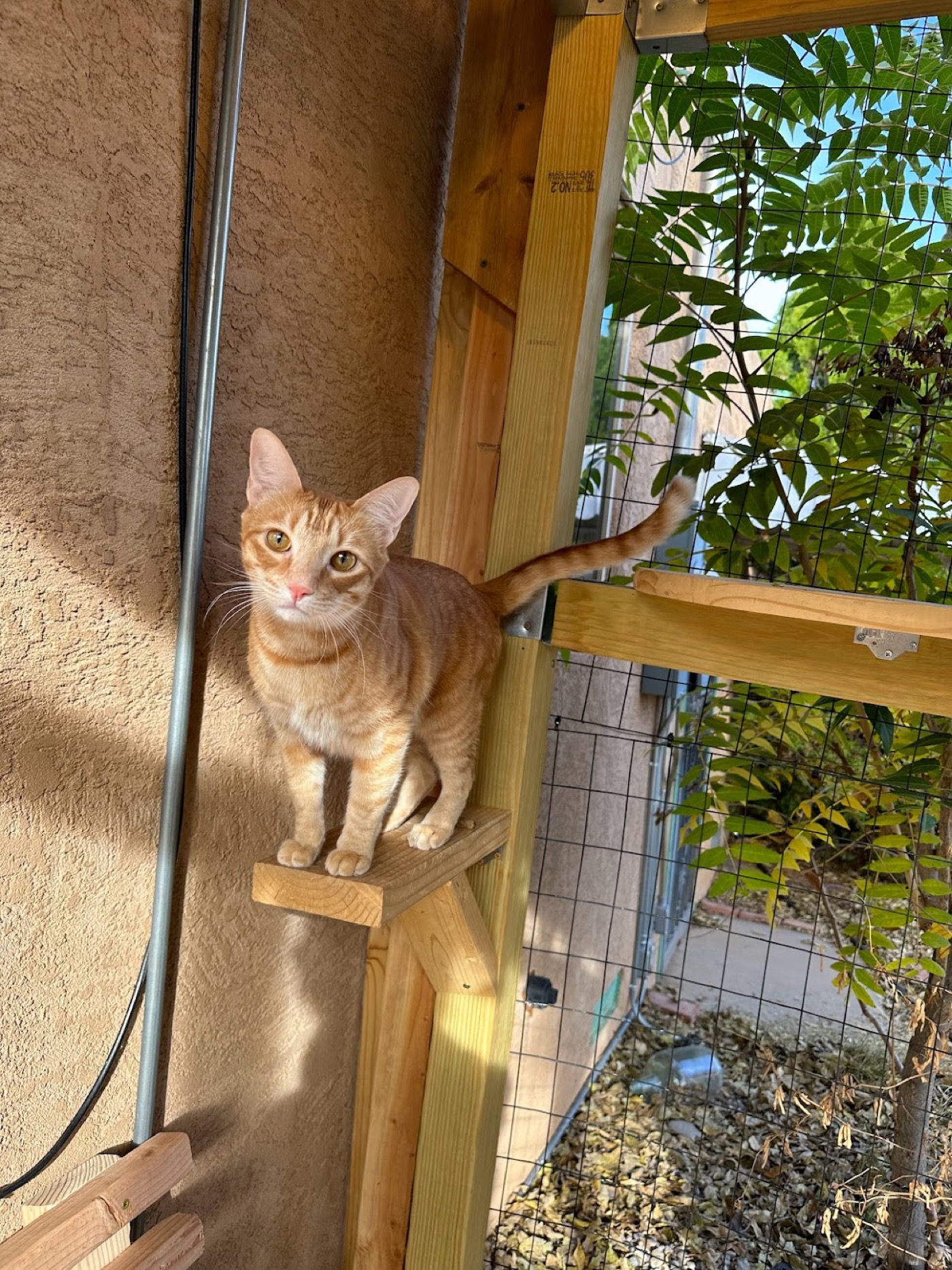 Backyard Catio