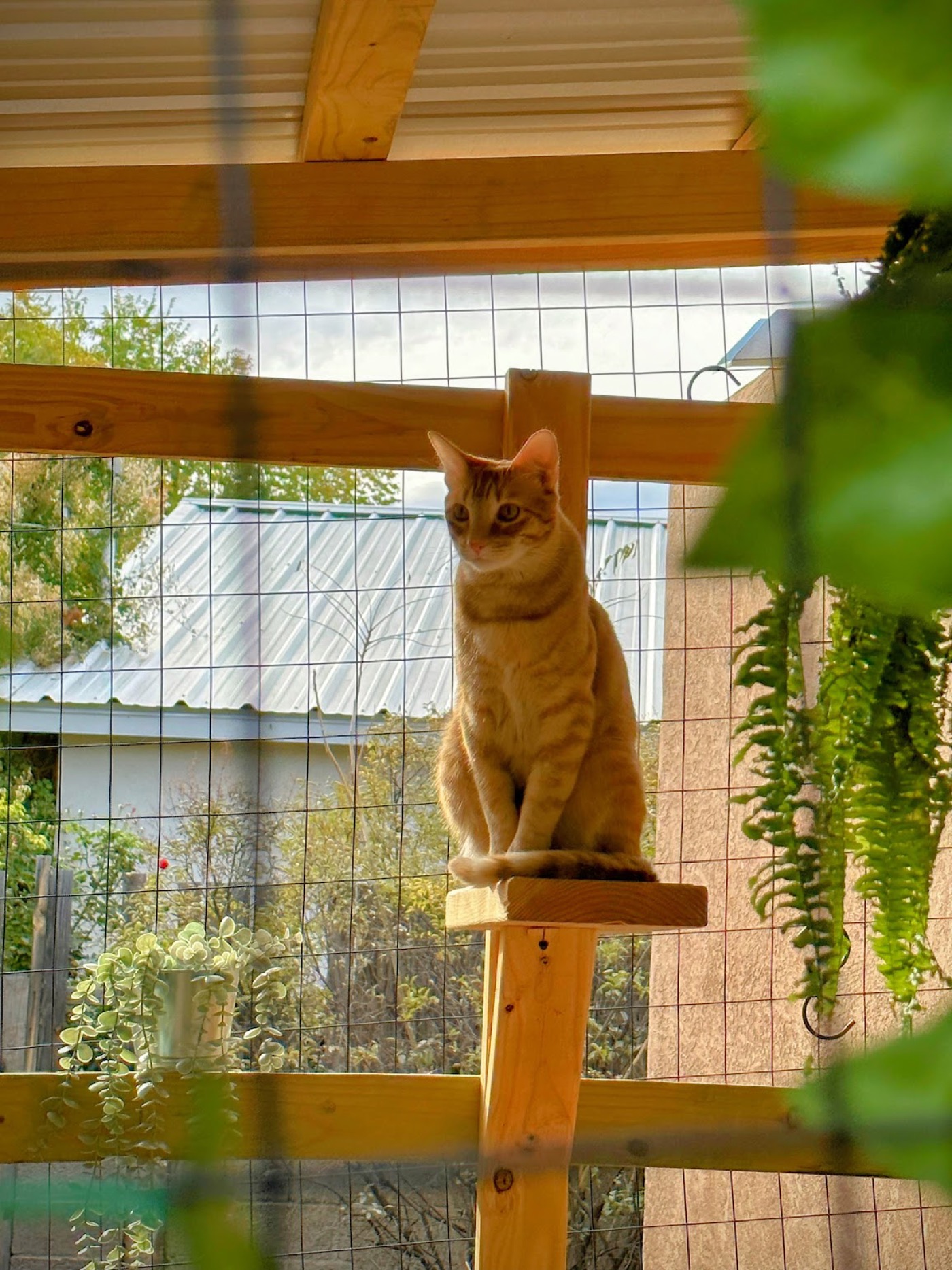 Backyard Catio